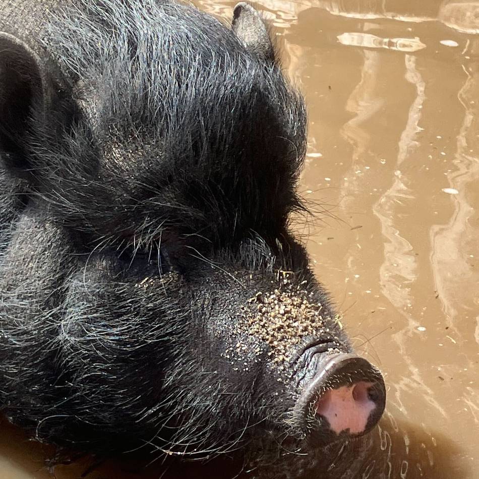 Abkühlung für Zootiere: Mit dem Wasserschlauch gegen die tierische Hitze