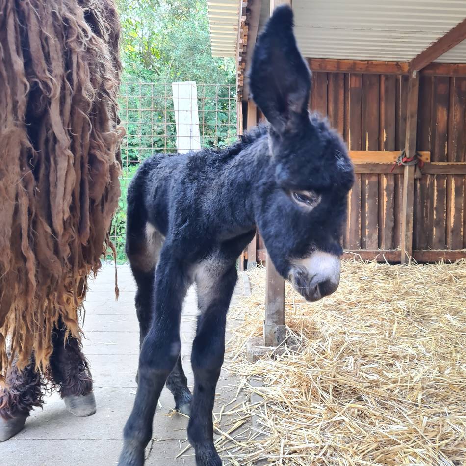 Publikumsmagnet in der Region: 100.000 Besucher im Jahr – Pachtvertrag für Tierpark Weeze verlängert