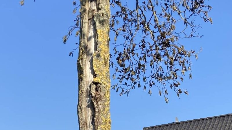 Bäume sind schwer angeschlagen: Hainbuchen sollen Erlen in Hinsbeck ersetzen