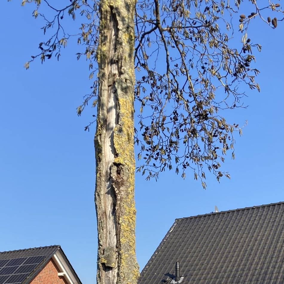 Bäume sind schwer angeschlagen: Hainbuchen sollen Erlen in Hinsbeck ersetzen