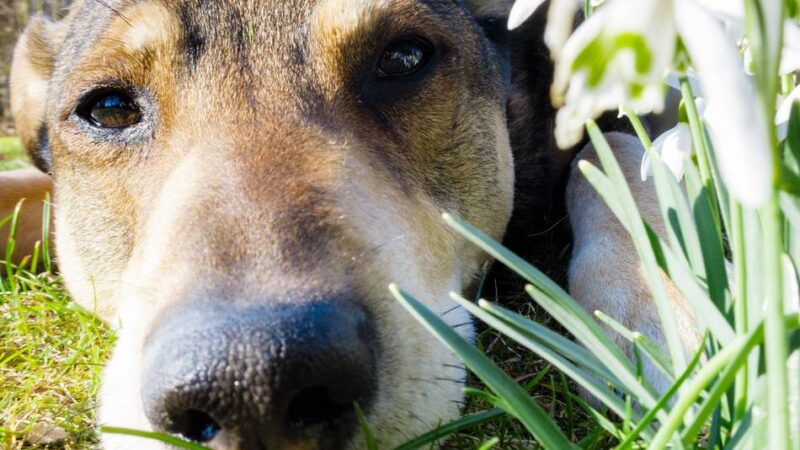 Verein „Notpfote“ auf Standort-Suche: Ein neues Hunde-Tierheim für den Rhein-Kreis Neuss