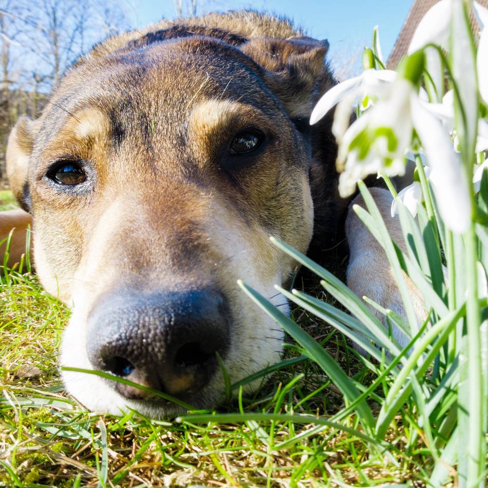 Verein „Notpfote“ auf Standort-Suche: Ein neues Hunde-Tierheim für den Rhein-Kreis Neuss