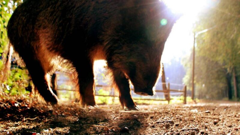 Kreis Viersen: Städte warnen vor der Schweinepest