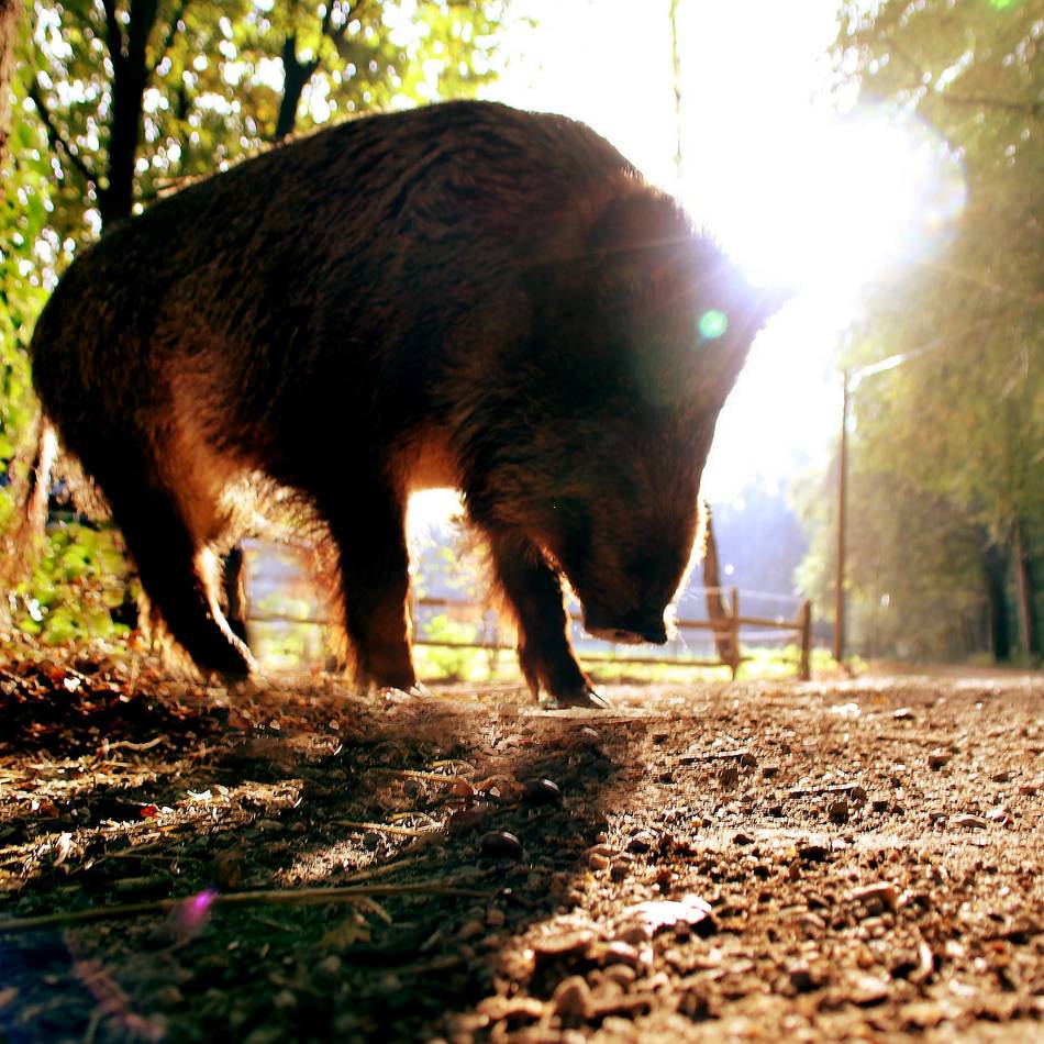 Kreis Viersen: Städte warnen vor der Schweinepest