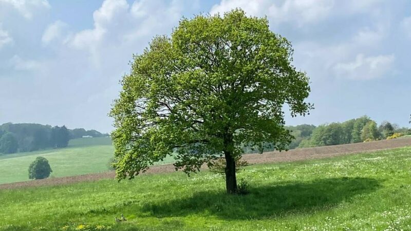 Sieben Fakten aus Radevormwald: Unterwegs am nördlichen Rand von Rade