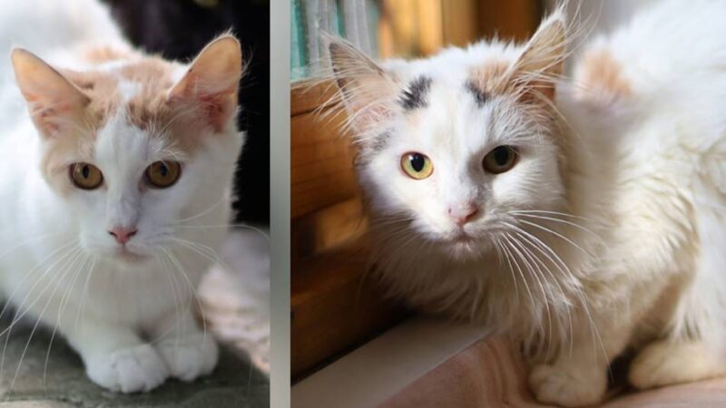 „Tier der Woche“ in Wermelskirchen: „Bounty“ und „Snowy“ sind ein eingespieltes Team