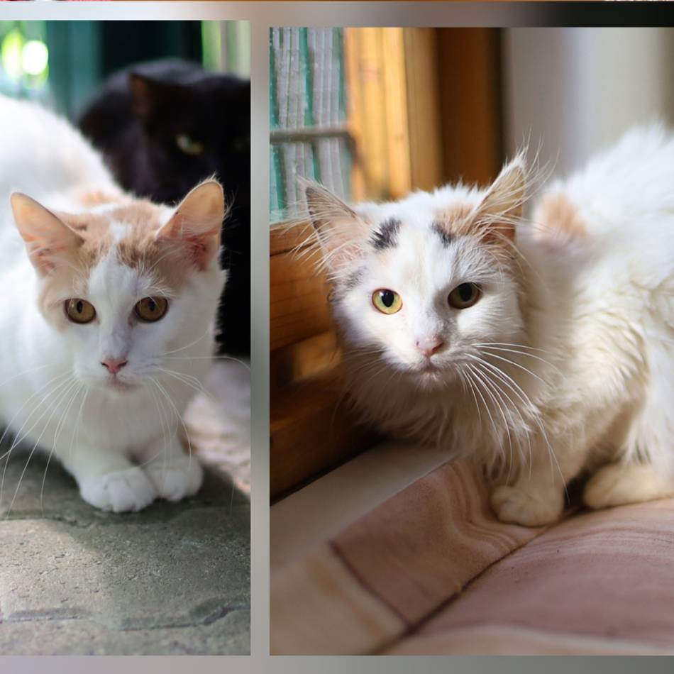 „Tier der Woche“ in Wermelskirchen: „Bounty“ und „Snowy“ sind ein eingespieltes Team
