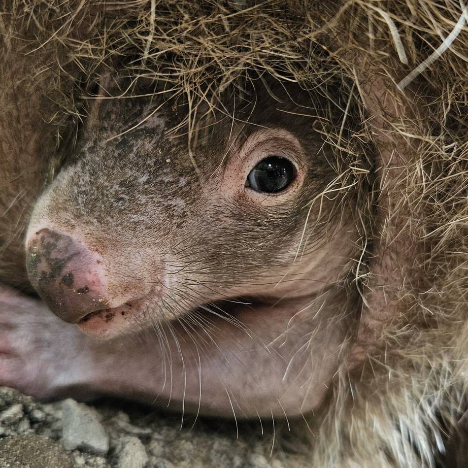 Erstes Foto nach einem halben Jahr: Heimlicher Nachwuchs – Wombat-Jungtier blinzelt aus Beutel