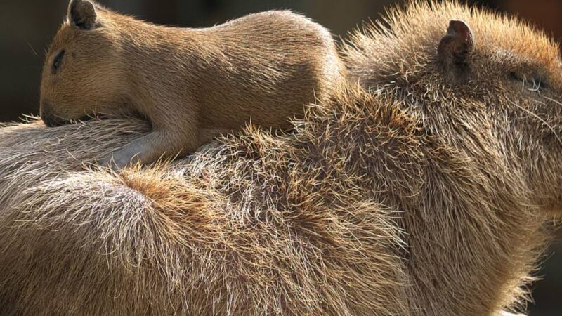 Trauer im Zoo Krefeld: Wasserschwein Enzo überraschend gestorben