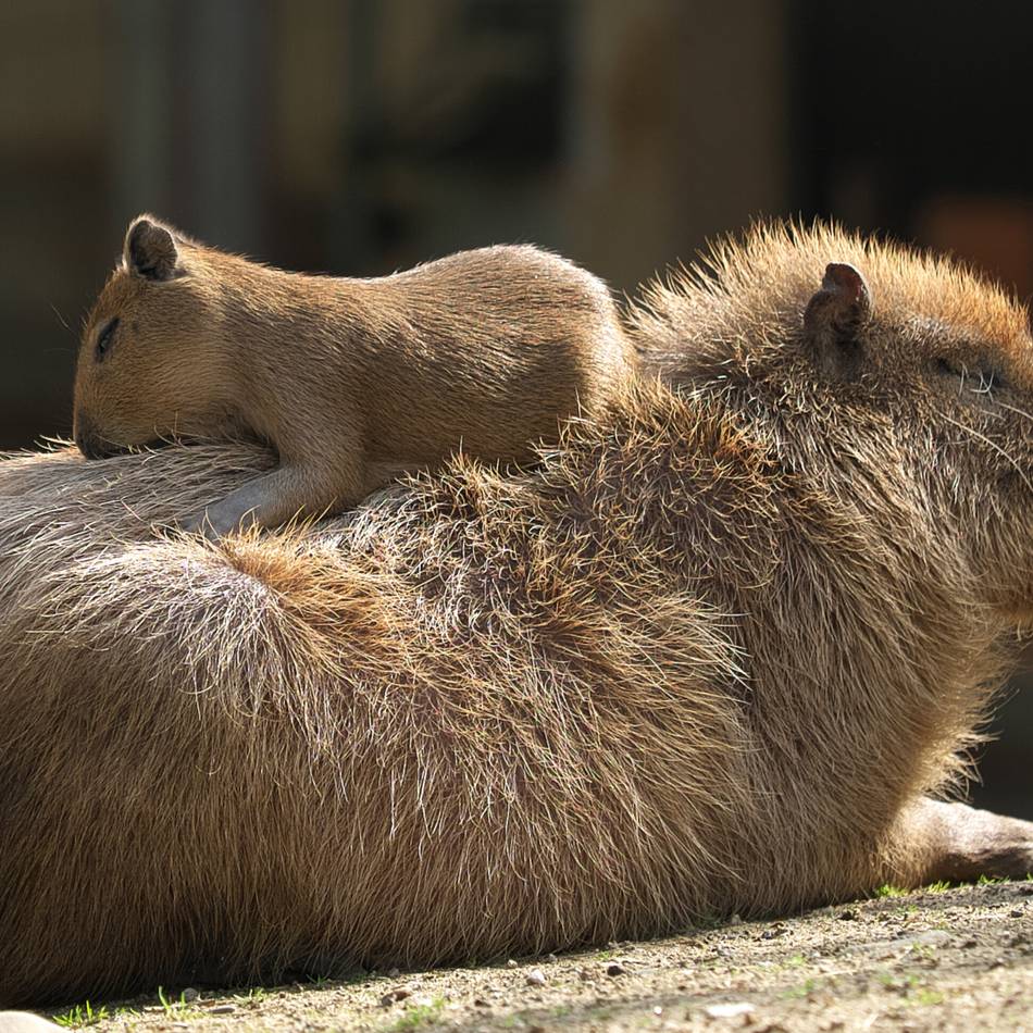 Trauer im Zoo Krefeld: Wasserschwein Enzo überraschend gestorben