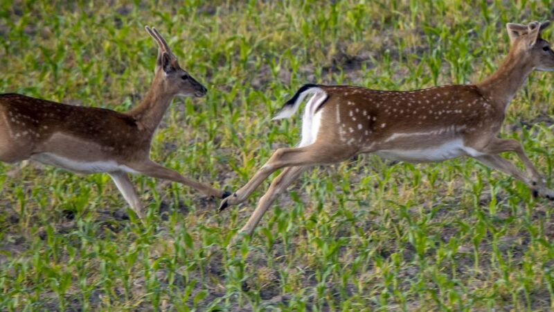 „Achtung, Wildwechsel“ in Radevormwald: Jäger appellieren an die Autofahrer