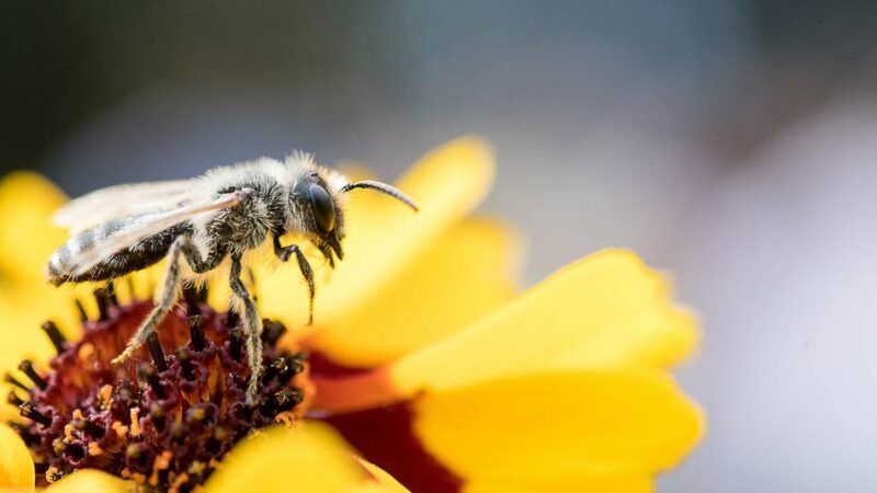 Erhalt der Artenvielfalt: Aktionsbündnis setzt sich gegen das Insektensterben im Rhein-Kreis Neuss ein
