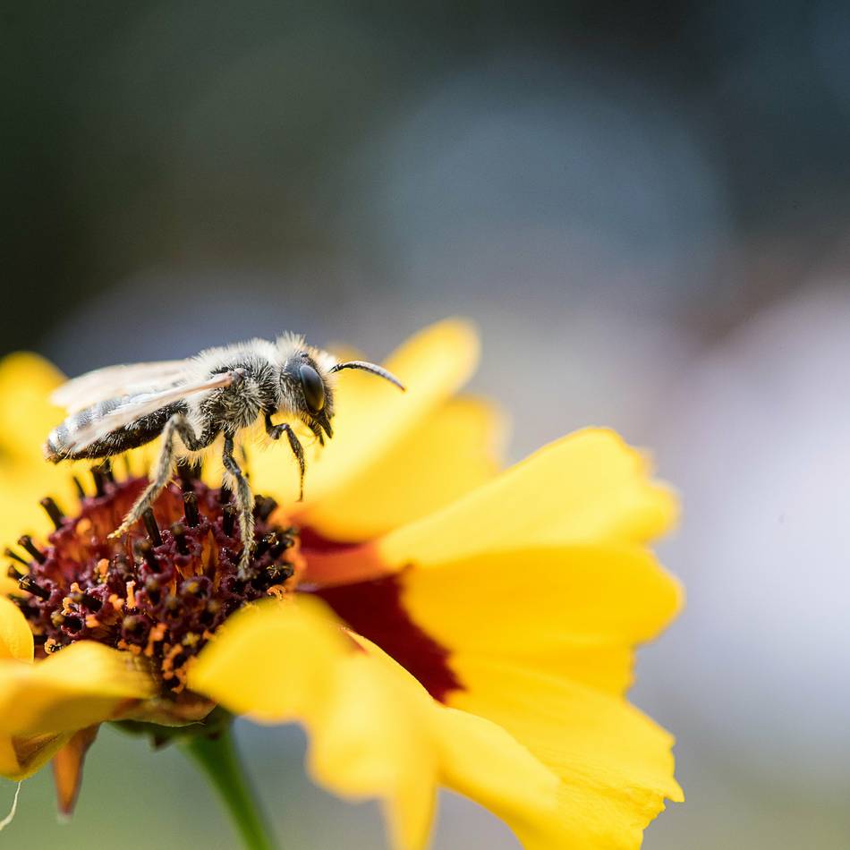 Erhalt der Artenvielfalt: Aktionsbündnis setzt sich gegen das Insektensterben im Rhein-Kreis Neuss ein