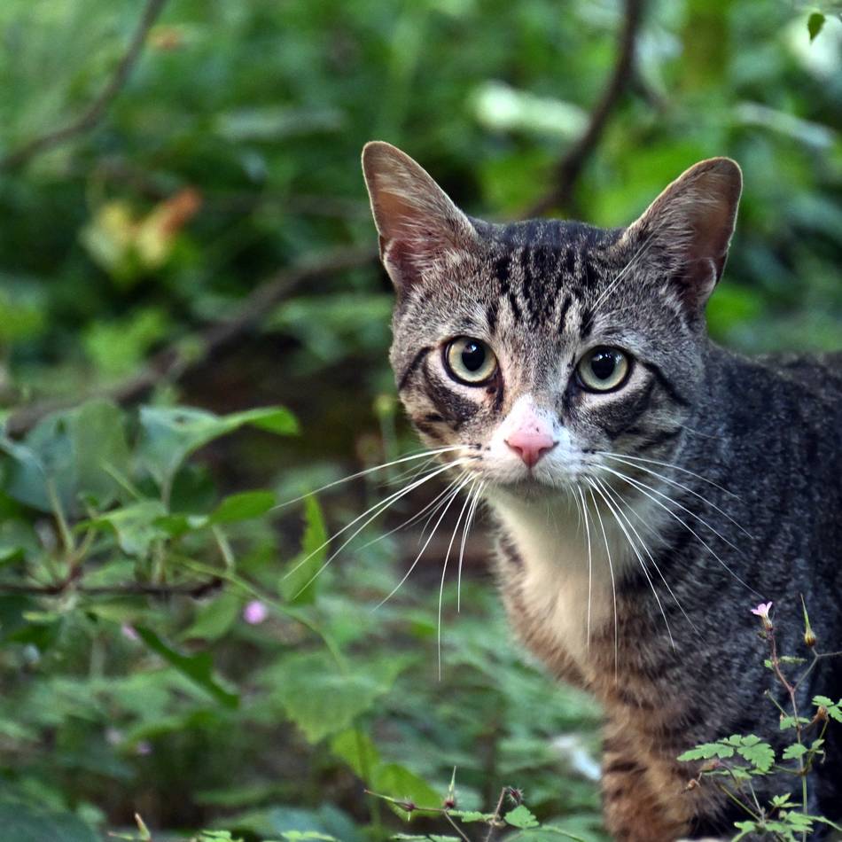 Krefeld will Katzenvermehrung eindämmen: Das müssen Halter zur Katzenschutzverordnung jetzt wissen