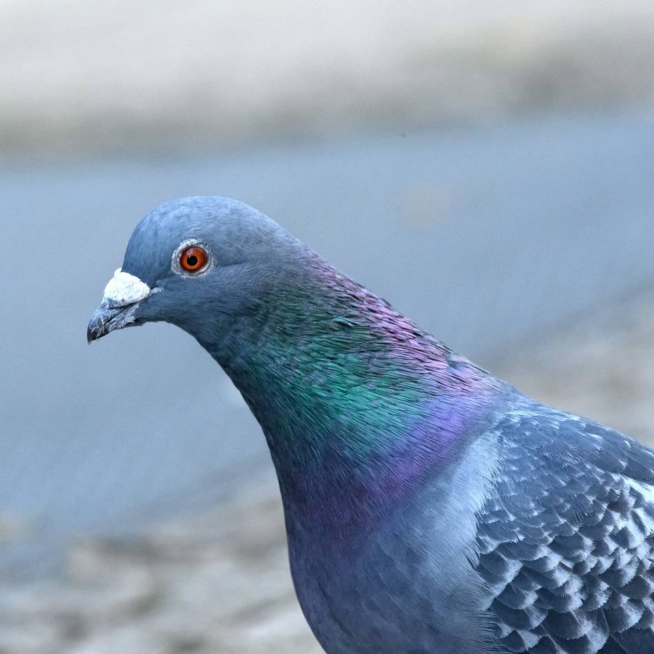 Polizei ermittelt in Grevenbroich: Armbrust-Schütze schießt auf Tiere – tote Taube stürzt in Garten