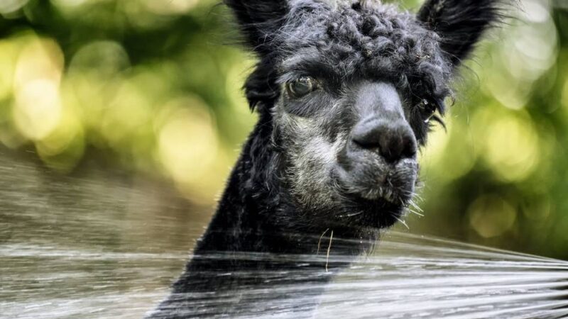 Wildpark in Leverkusen: Hitzealarm – Alpakas zieht es unter die Dusche