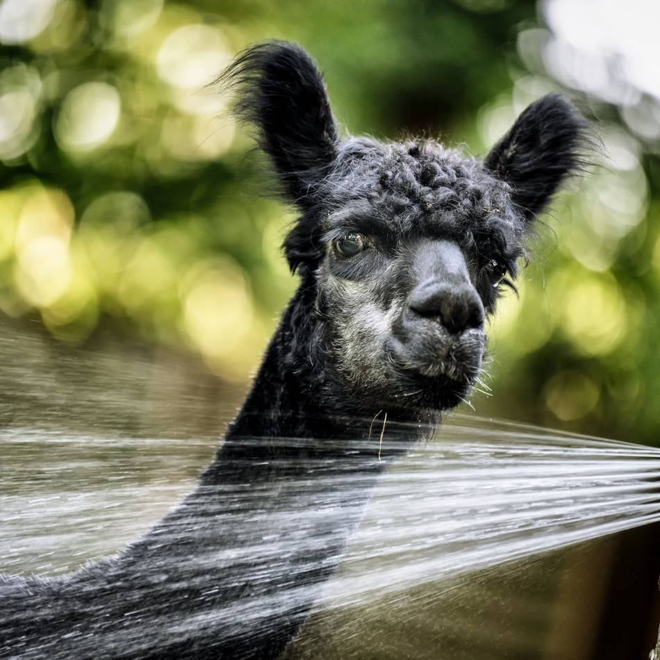 Wildpark in Leverkusen: Hitzealarm – Alpakas zieht es unter die Dusche