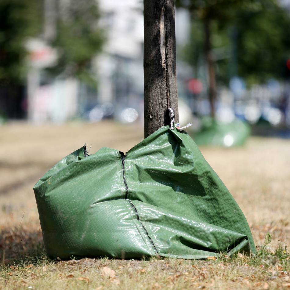 Stadt Viersen sucht Freiwillige zur Baumbewässerung: Jeder Eimer Wasser zählt!