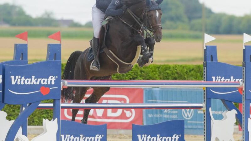 „Tiemeyer x Hetzel Young Horse Masters“: Und plötzlich ist Pfalzdorf der Nabel der Pferdesport-Welt