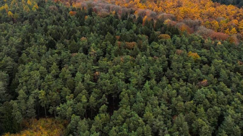 Windräder im Reichswald: Regionalplan mit Windenergie am Kartenspielerweg jetzt amtlich