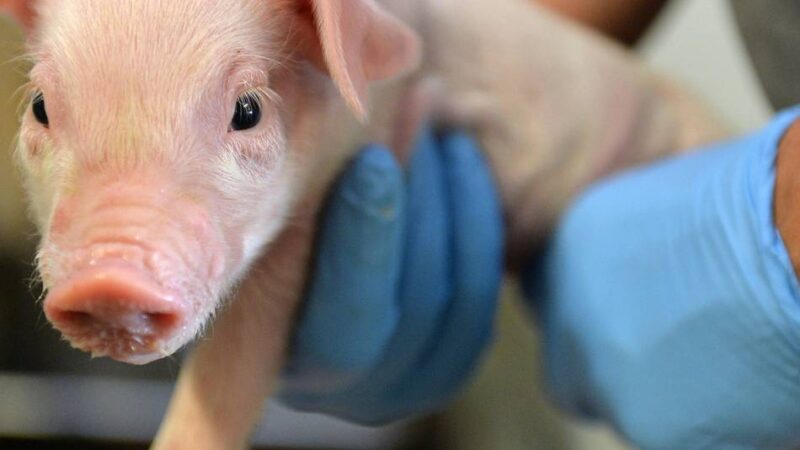 Afrikanische Schweinepest in NRW: Schweinehalter können sich beraten lassen