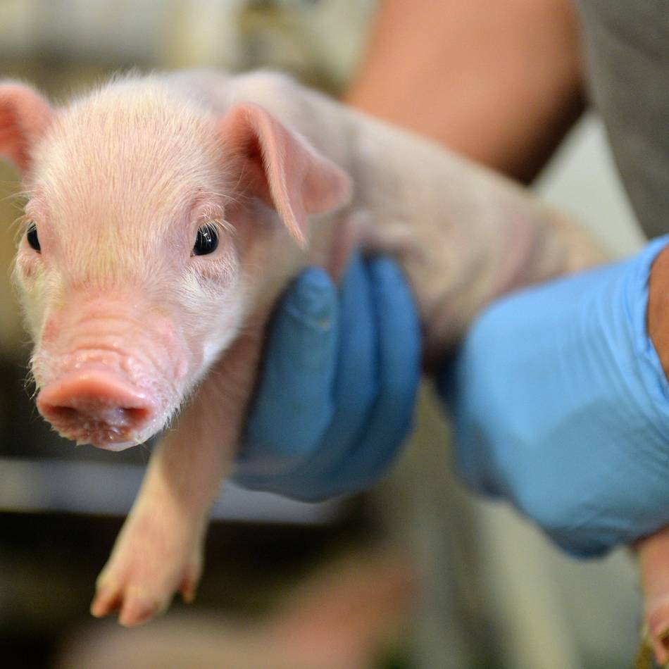 Afrikanische Schweinepest in NRW: Schweinehalter können sich beraten lassen