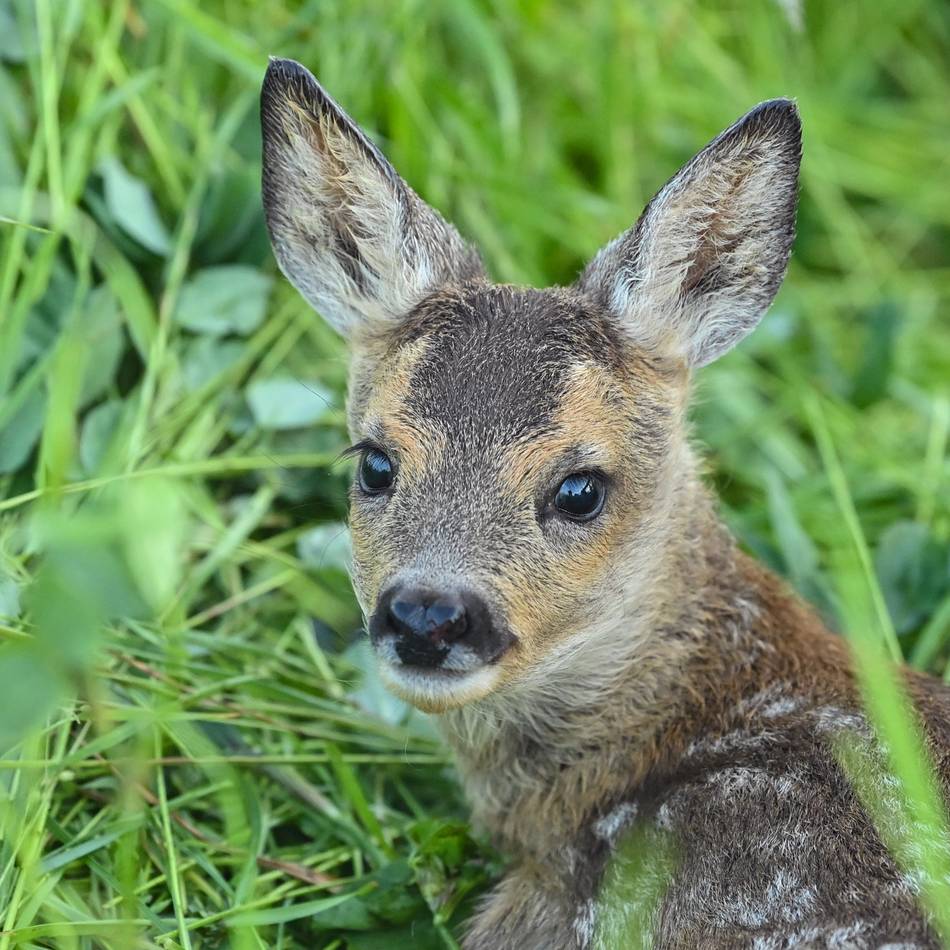 Wildtierrettung im Kreis Viersen: Verletztes Tier gefunden – und nun?