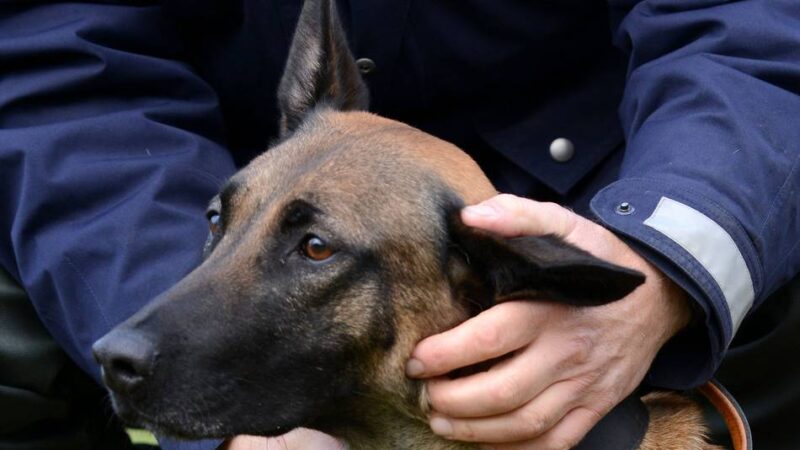 Nach Überfall in Leverkusen: Polizeihund Ciri erschnüffelt Raub-Beute im Gebüsch