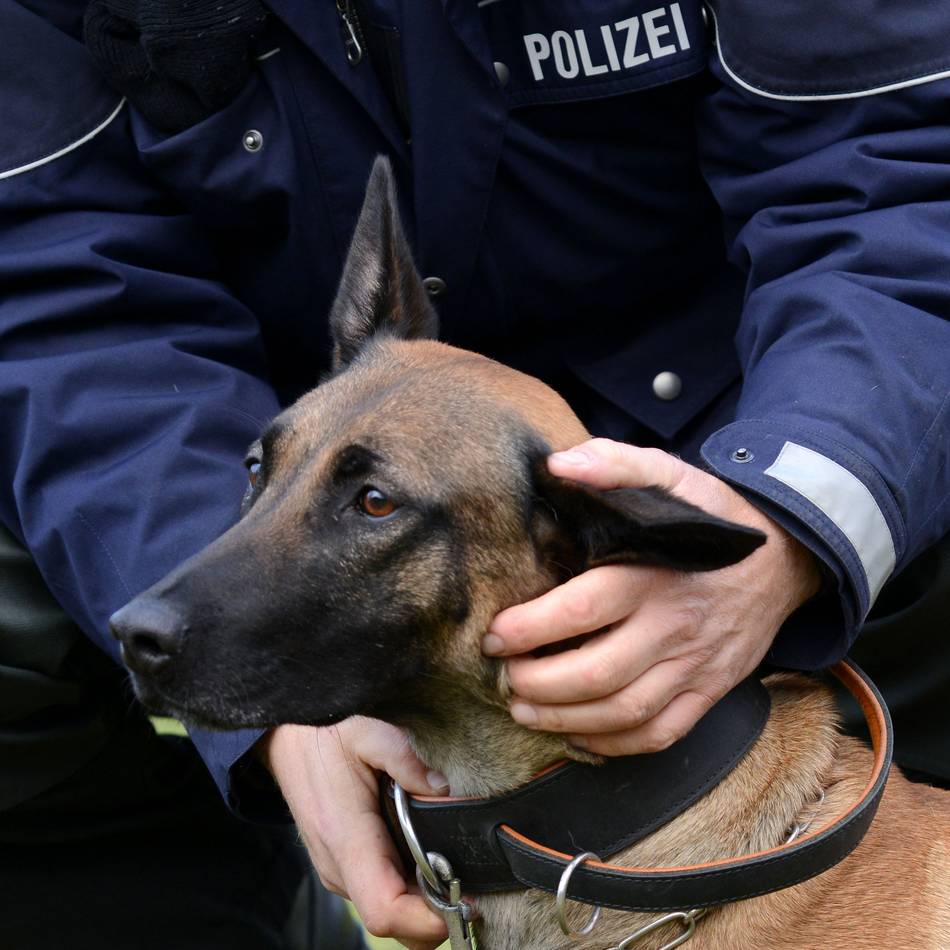 Nach Überfall in Leverkusen: Polizeihund Ciri erschnüffelt Raub-Beute im Gebüsch