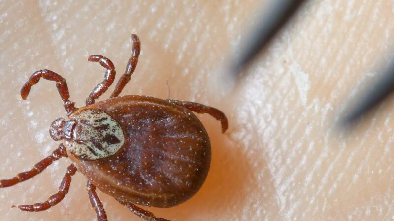 Impfung gegen FSME: Zeckenreicher Sommer erwartet – das sollte man wissen