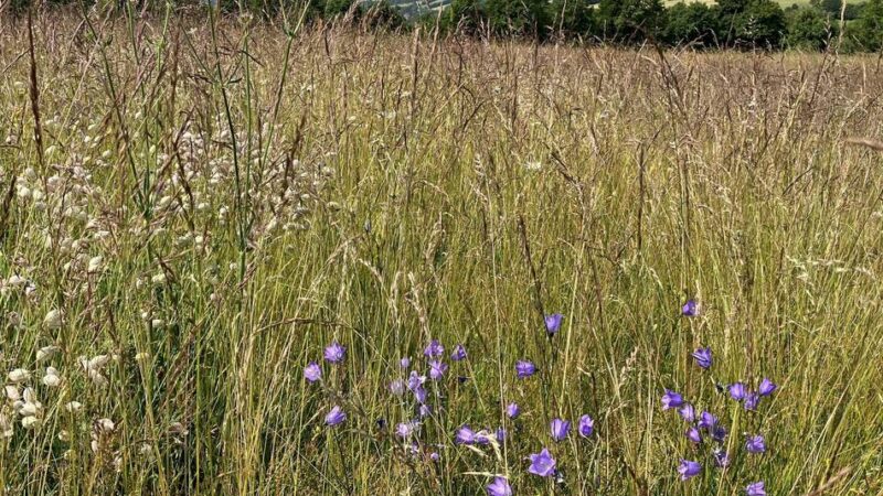 Lebensraum für Insekten: Warum der Bauhof in Sonsbeck Blumenwiesen mäht