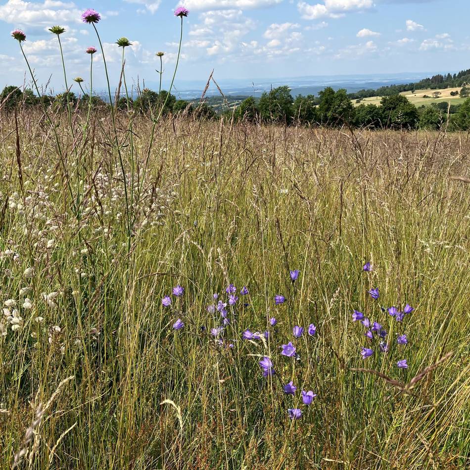 Lebensraum für Insekten: Warum der Bauhof in Sonsbeck Blumenwiesen mäht