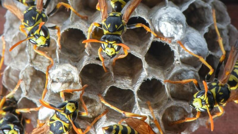 Wespen, Schaben & Co.: Sommer ist Insektenzeit – Was in Grevenbroich kreucht und fleucht