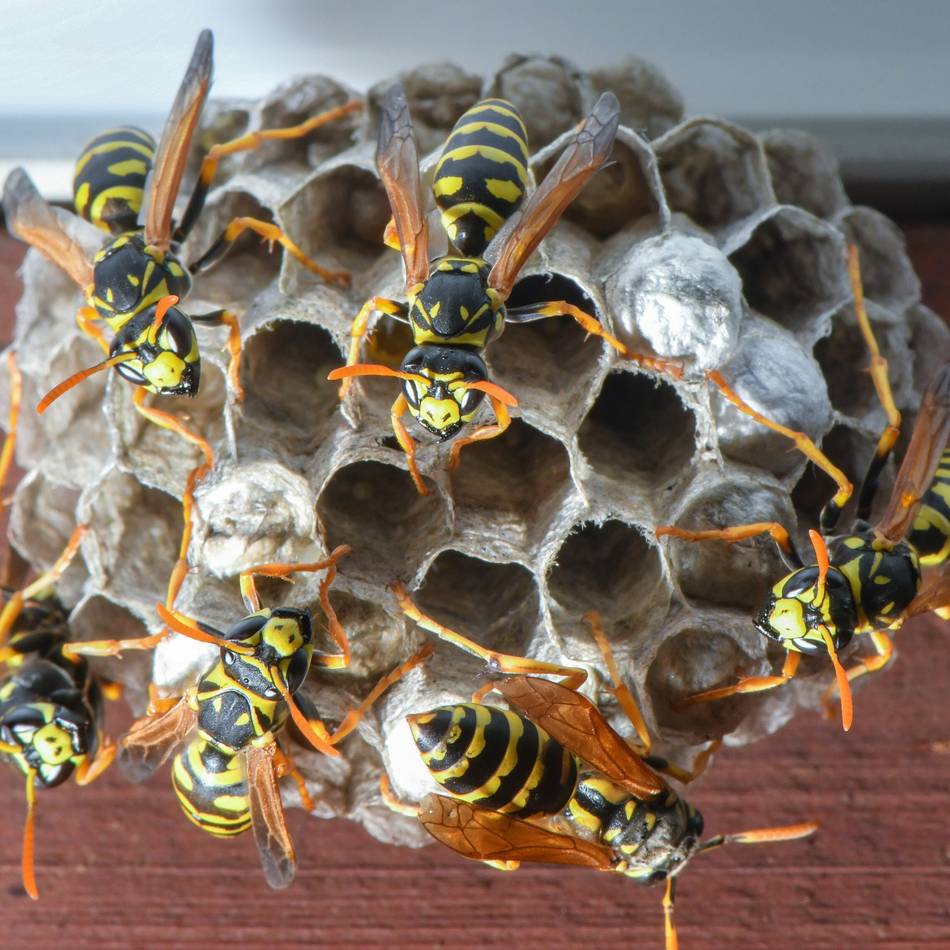 Wespen, Schaben & Co.: Sommer ist Insektenzeit – Was in Grevenbroich kreucht und fleucht