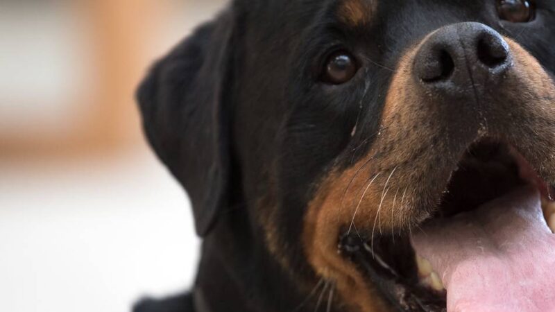 Nach Steuererhöhung für gefährliche Hunde: Neue Hundesteuersatzung beschert Viersen mehr Geld