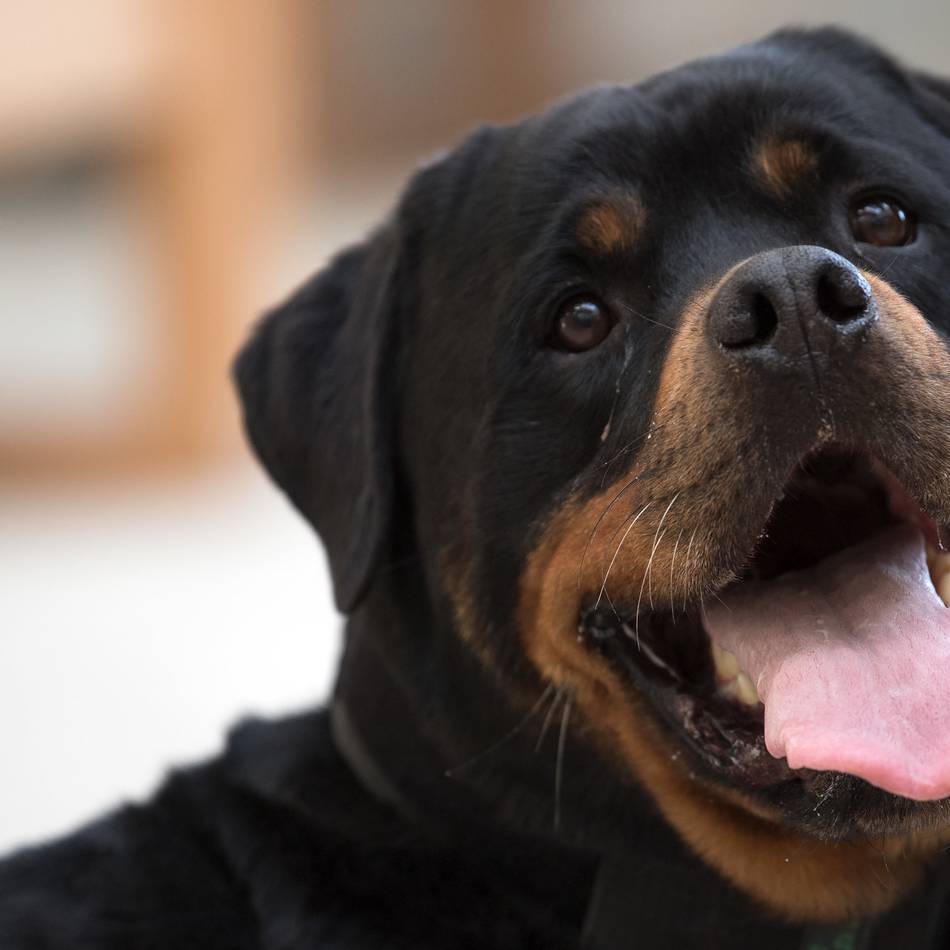 Nach Steuererhöhung für gefährliche Hunde: Neue Hundesteuersatzung beschert Viersen mehr Geld