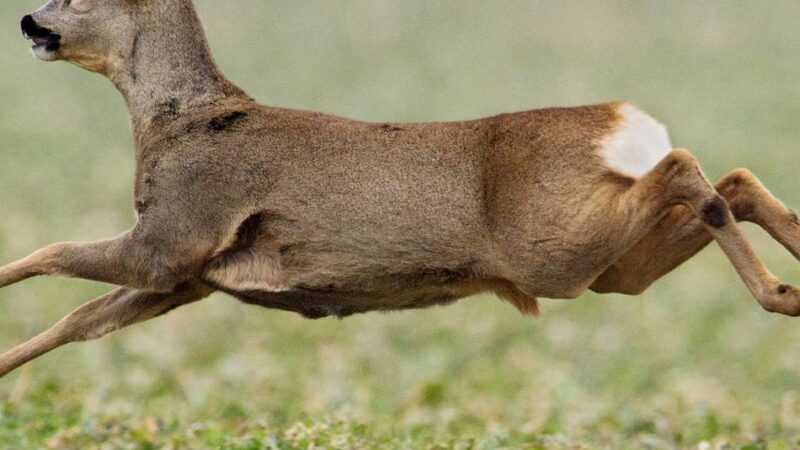 Polizei warnt: Vorsicht, wenn das Rehwild wieder „blind vor Liebe“ ist