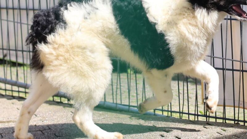 „Tier der Woche“ in Wermelskirchen: Ein Powerpaket auf vier Pfoten