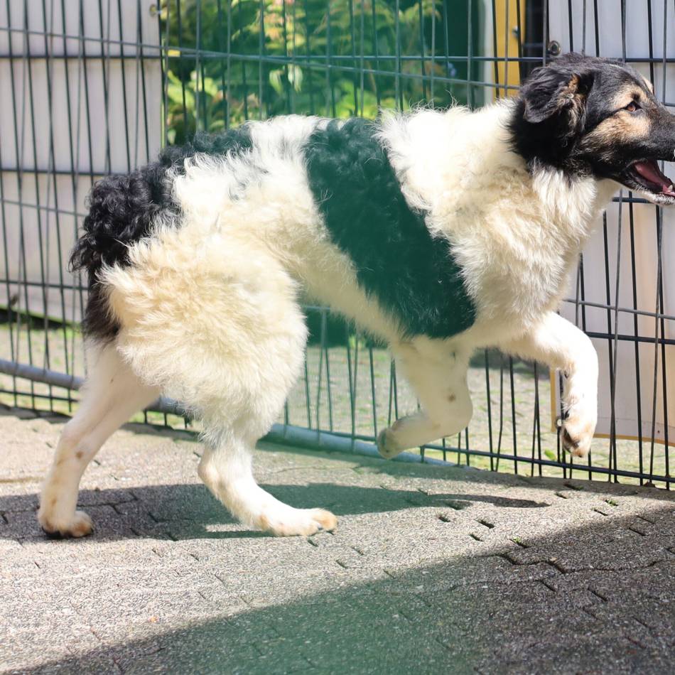„Tier der Woche“ in Wermelskirchen: Ein Powerpaket auf vier Pfoten