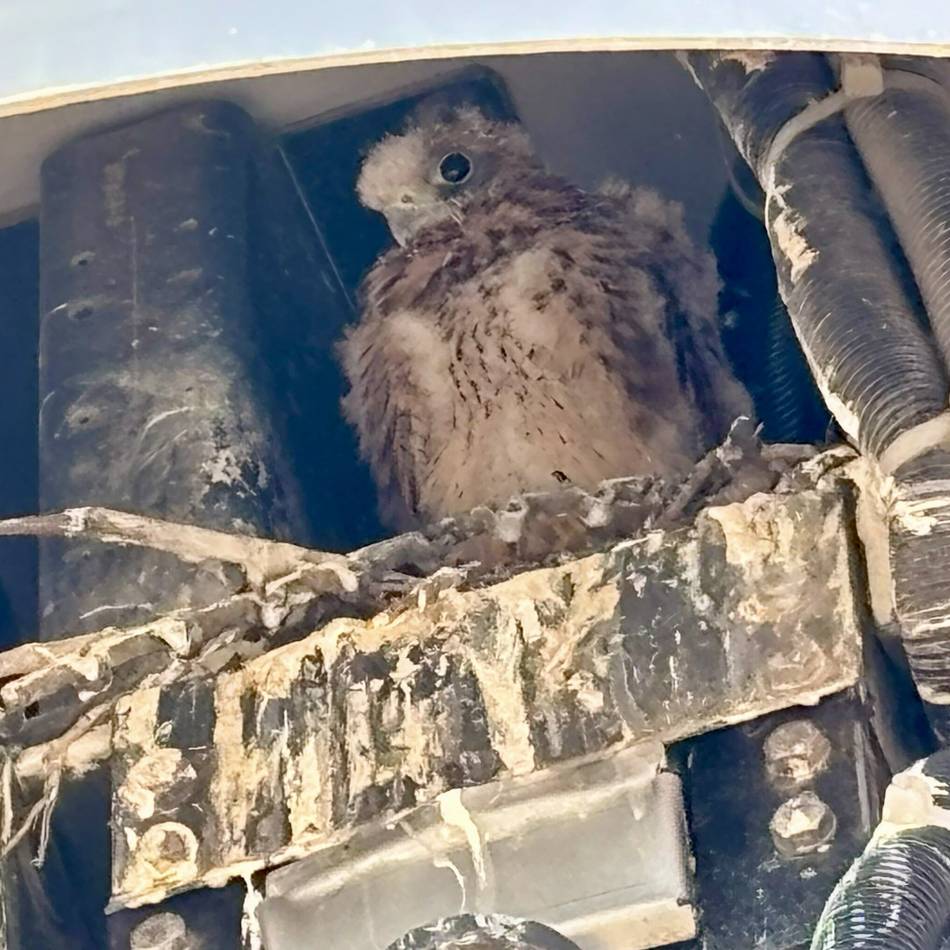 Airport Düsseldorf: Flughafen findet Turmfalken-Nest auf 45 Metern Höhe – und wartet jetzt auf den Abflug der Jungvögel