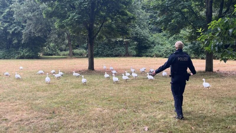 Am Jröne Meerke in Neuss: Polizei rückt zu Gänse-Einsatz aus
