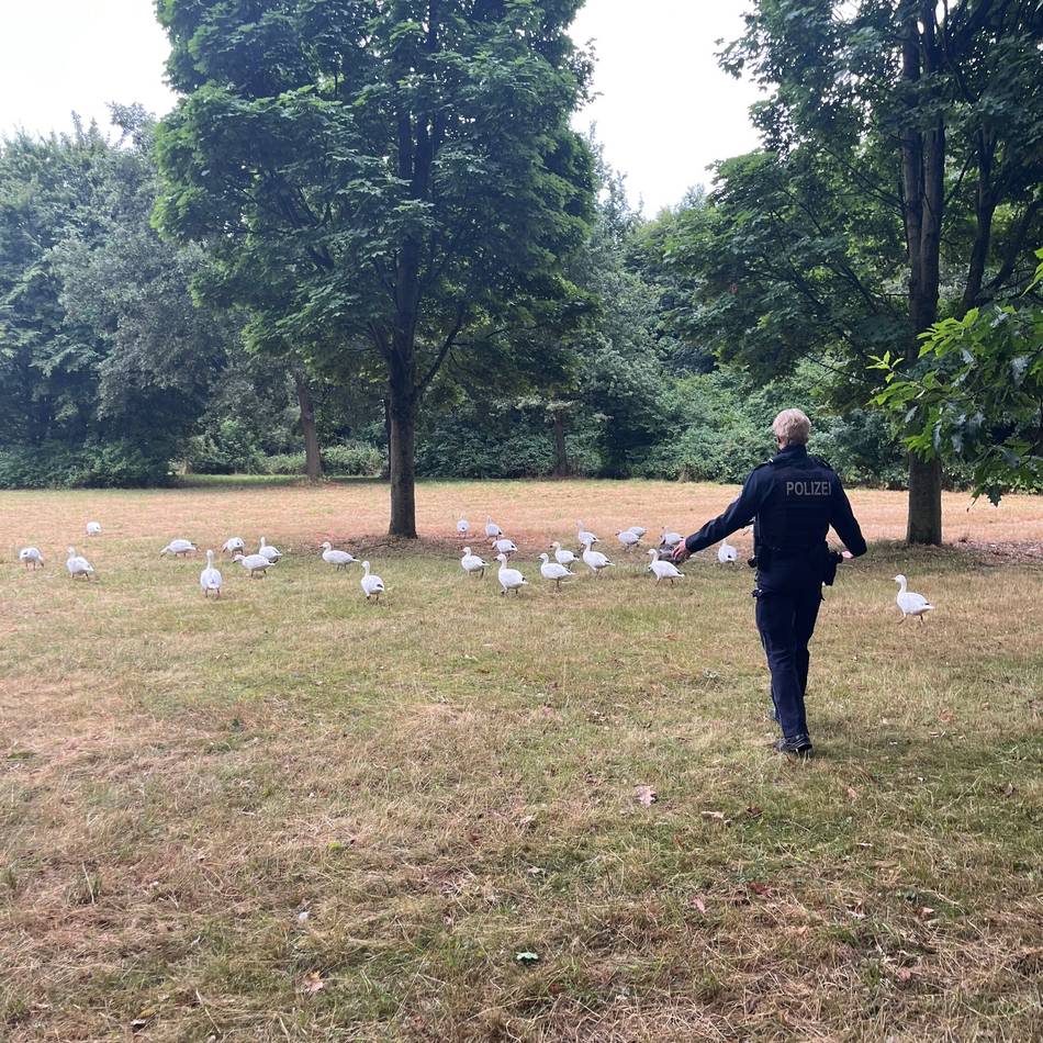 Am Jröne Meerke in Neuss: Polizei rückt zu Gänse-Einsatz aus
