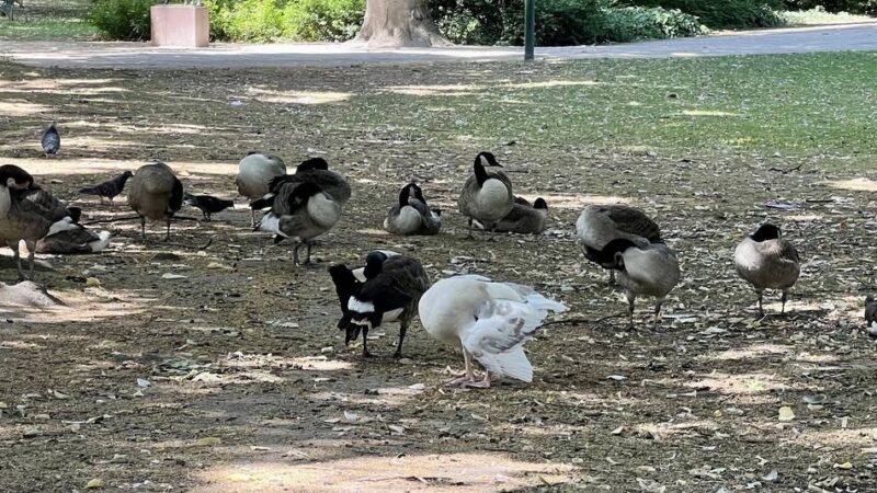Irreführende Zettel im Hofgarten: Trotz Hitze – das Vogelfüttern in den Parks bleibt verboten