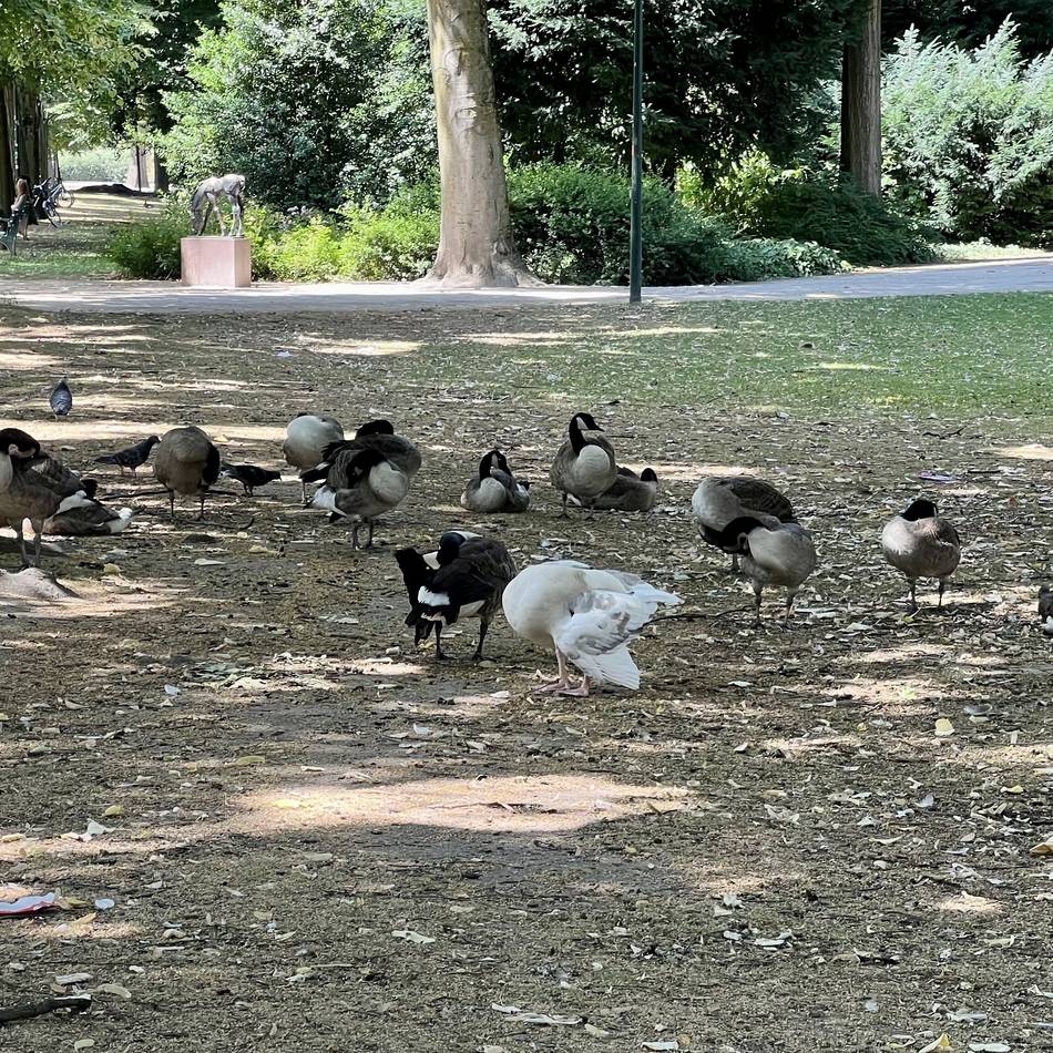 Irreführende Zettel im Hofgarten: Trotz Hitze – das Vogelfüttern in den Parks bleibt verboten