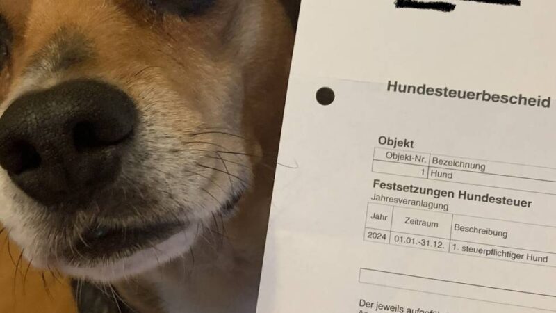 Steuereinnahmen in Korschenbroich: Ab Oktober prüft eine Firma den Hundebestand in der Stadt