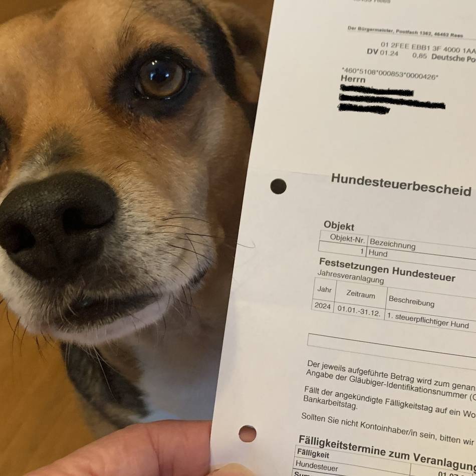 Steuereinnahmen in Korschenbroich: Ab Oktober prüft eine Firma den Hundebestand in der Stadt
