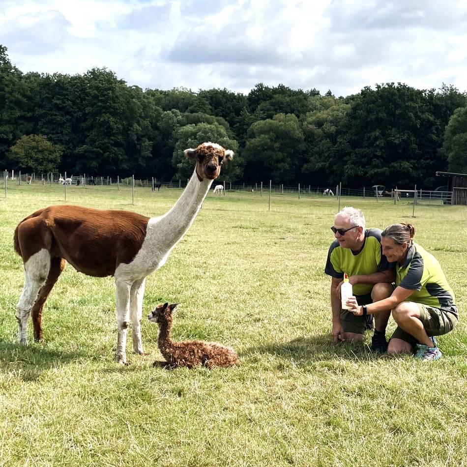Geburt eines Alpakas in Niederkrüchten: Wie Hermine Mutter wurde