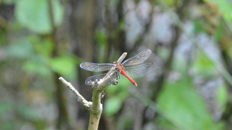 Naturerlebnis in Hückeswagen: Auf der Spur der schillernden Juwelen an der Wuppervorsperre
