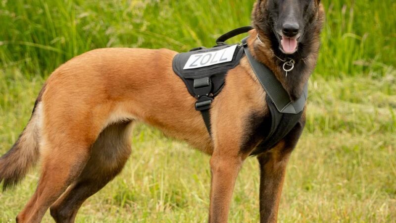 Zoll erwischt Schmuggler im Kreis Kleve: Zollhündin Frieda erschnüffelt Rauschgift– Haftbefehle für Drogenkuriere