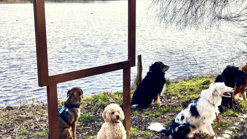 Unternehmung mit Vierbeiner: Hundewanderung des Naturparks Schwalm-Nette
